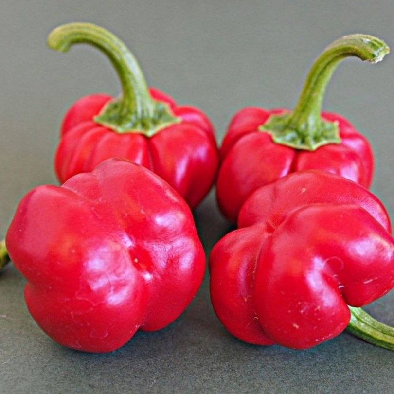 Red Pumpkin Habanero chili - Csípős paprika ritkaságok az Egzotikus Növények Stúdiója kínálatában